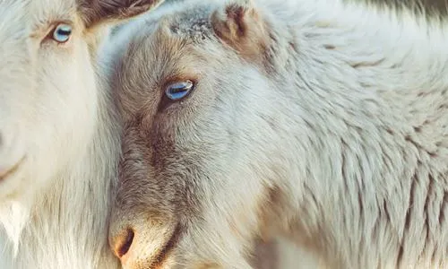 Каково применение генистеина в кормовых добавках для скота?