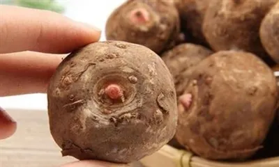 Чем полезен экстракт корня коньяка?